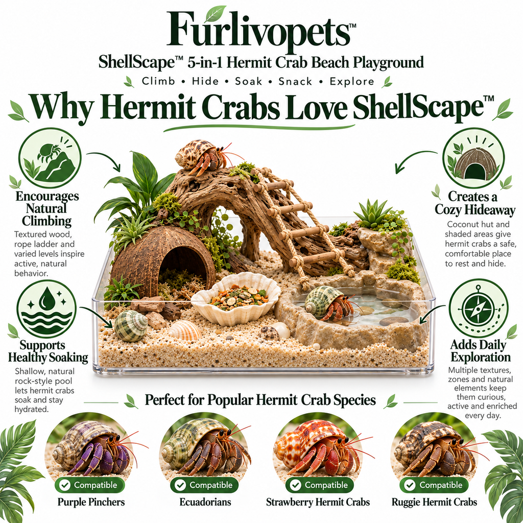 Furlivopets™ ShellScape™ 5-in-1 Hermit Crab Beach Playground – Climbing, Hiding, Soaking, Feeding & Digging Enrichment Habitat for Hermit Crabs